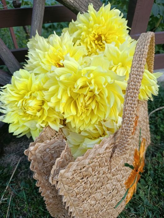 Жоржини(георгини)