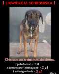 LIKWIDACJA SCHRONISKA - Pilna adopcja - Cukier