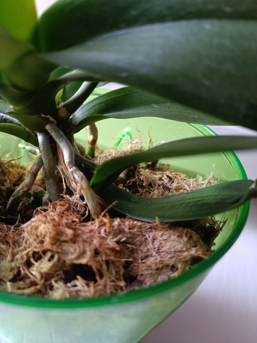 Продам  орхідею фаленопсіс