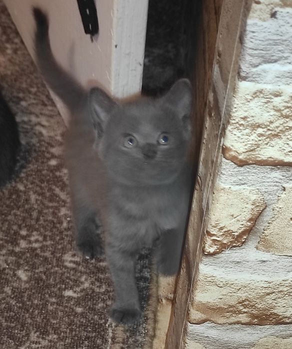 Кошенятка безкоштовно