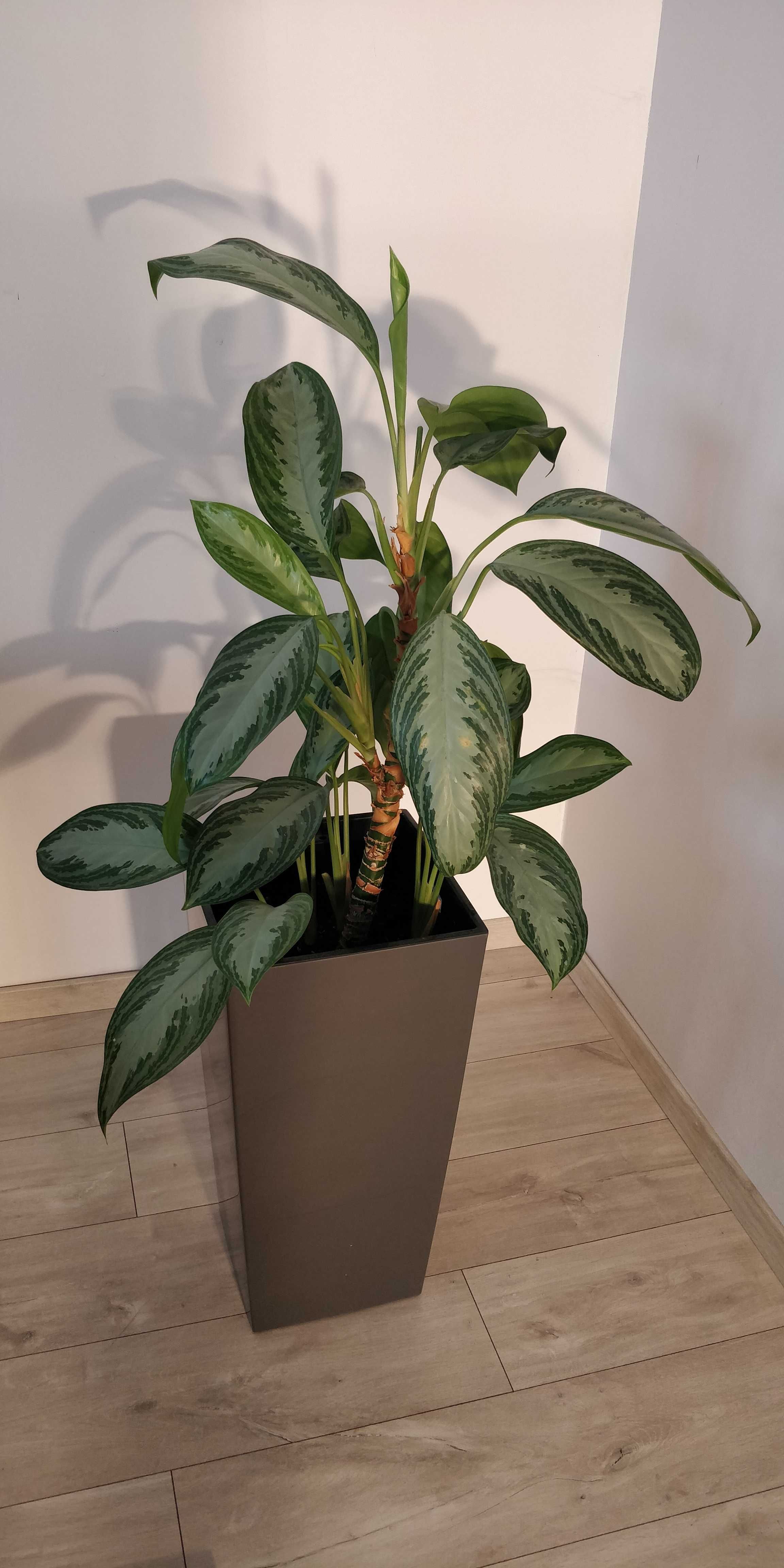 aglaonema silver