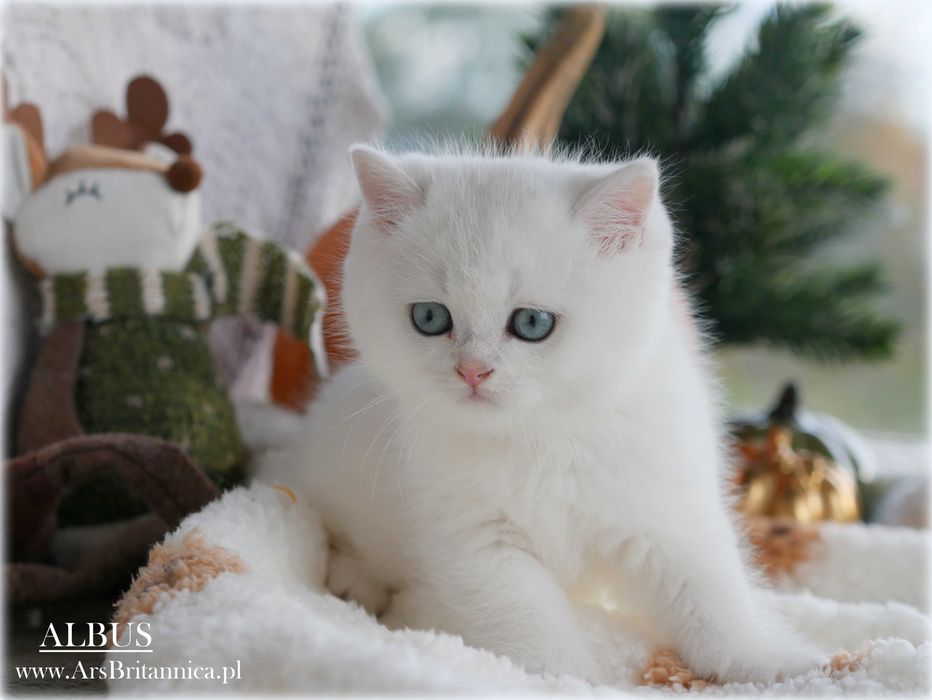 Albus szynszylowy srebrny kocurek brytyski BRI ns 12 Prawdziwy Miś