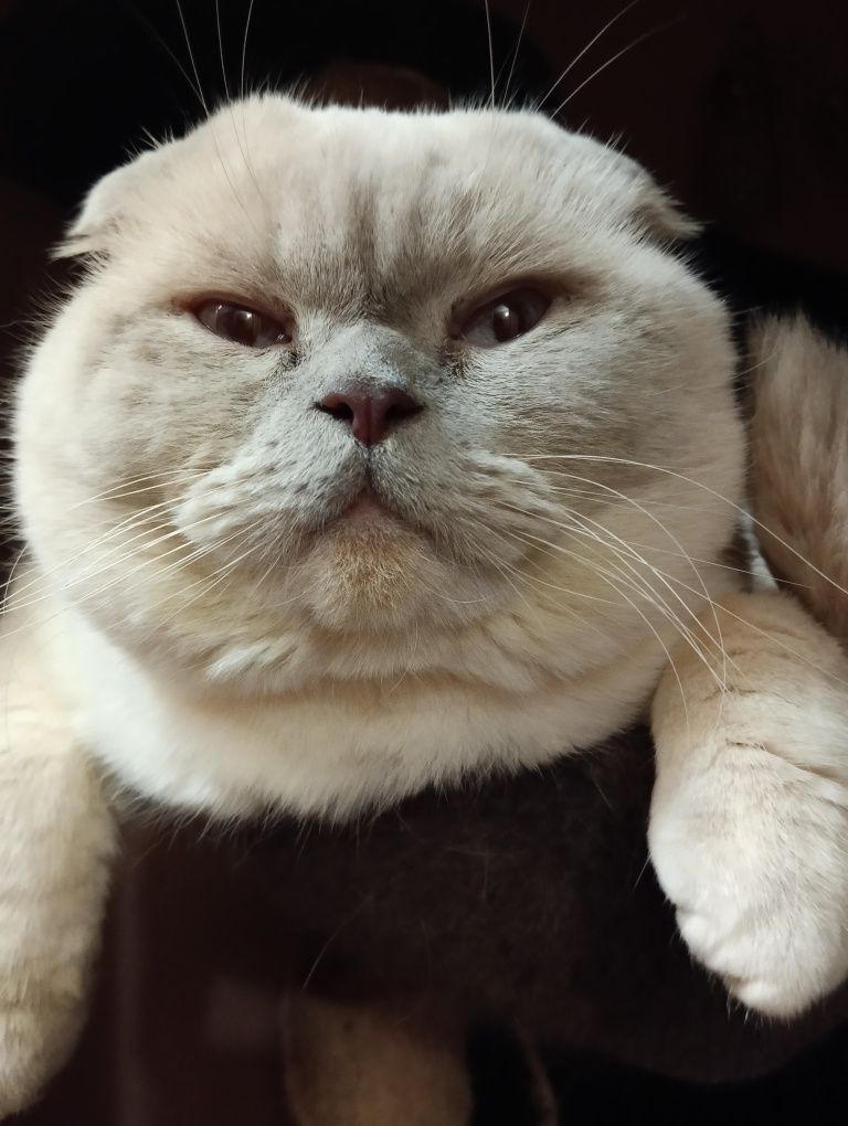 Ищем кошечку для котика