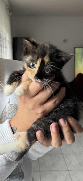 Celina poleca się do adopcji!