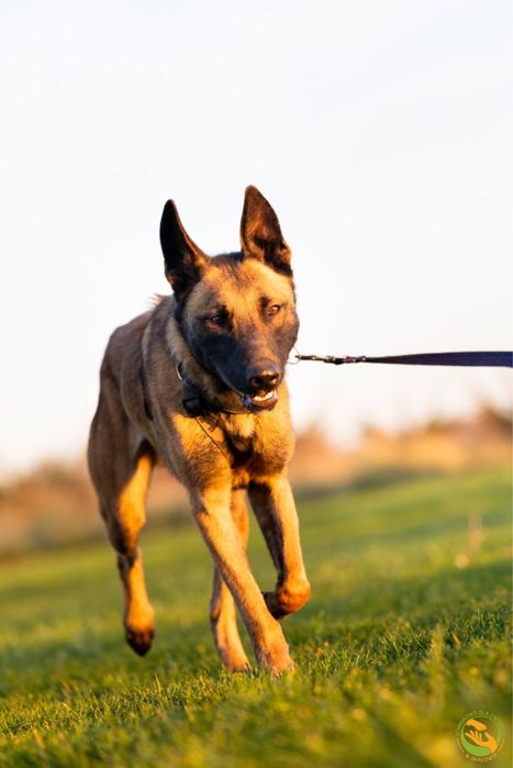 Hektor-typ owczarka belgijskiego, adopcja tylko doświadczone osoby