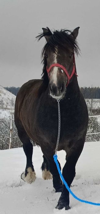 Sprzedam ogier zimnokrwisty