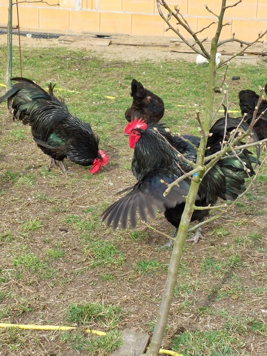 Jaja jajka lęgowe Australorp czarny i biały