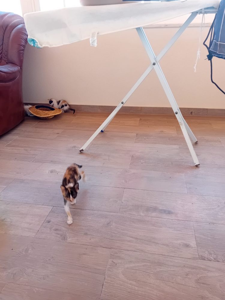 Gatinhos bebes para dar