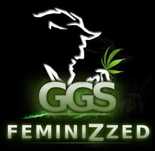 Nasiona GGS grzech grow semiauto półautomat Feminizowane