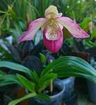 Phragmipedium sedenii.Фрагміпедіум.Тільки обмін на інший Фрагміпедіум.