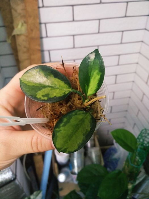 хойя імбріката, ліза, kenejiana, polyneura , nova gho