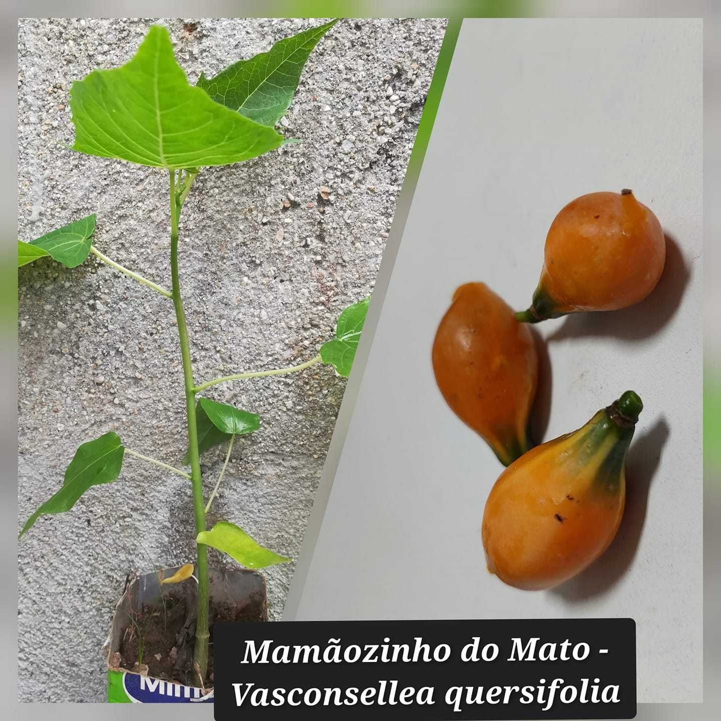Mamãozinho do Mato - Vasconsellea quercifolia