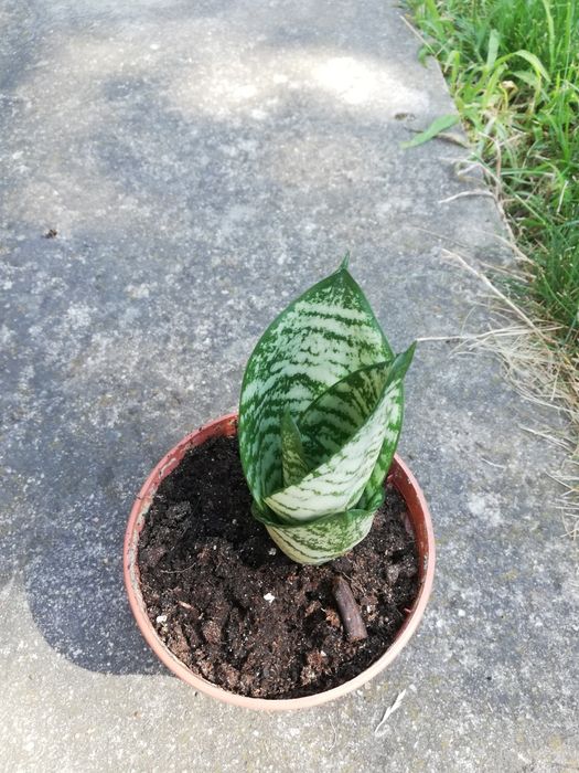 Kwiat domowy z doniczką - sansevieria