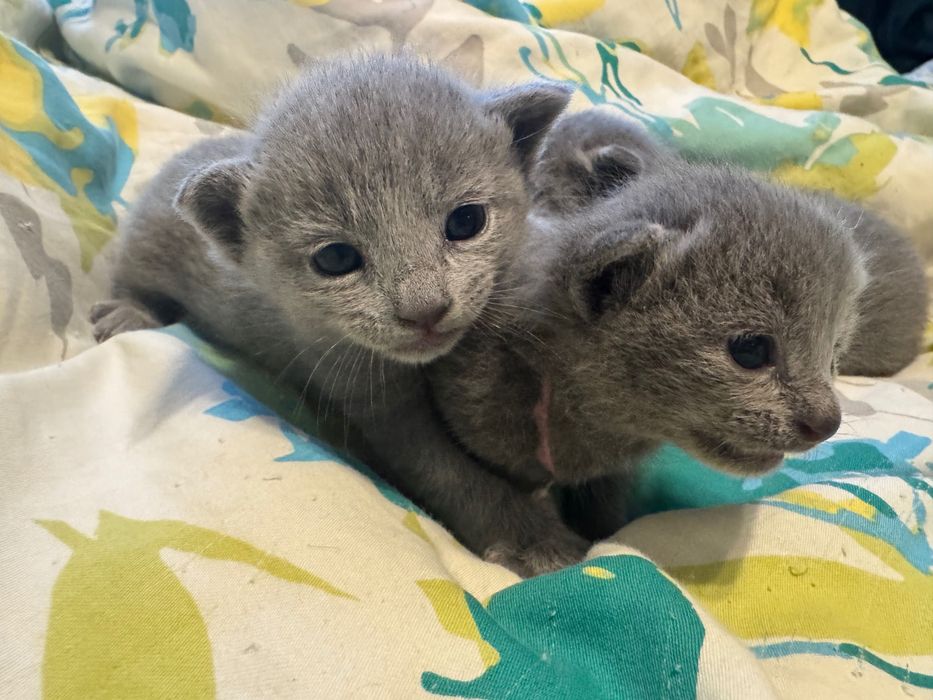 Kotka rosyjska niebieska/rosyjskie niebieskie