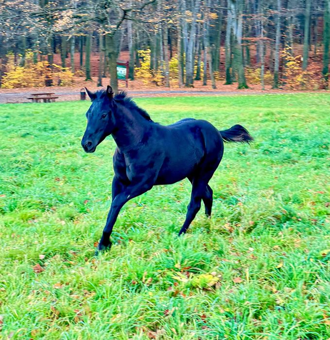 ELECTRIC BLACK MM, Ogier AQH, bardzo dobre pochodzenie UR 6.05.2025R.