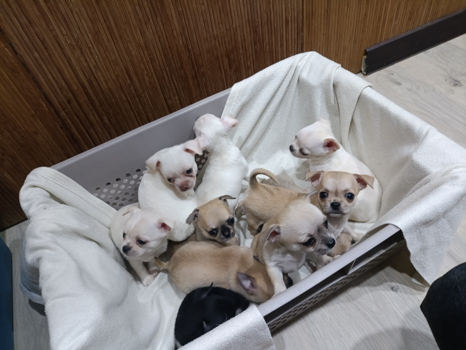Тримісячні чіхуахуа,3 виводки