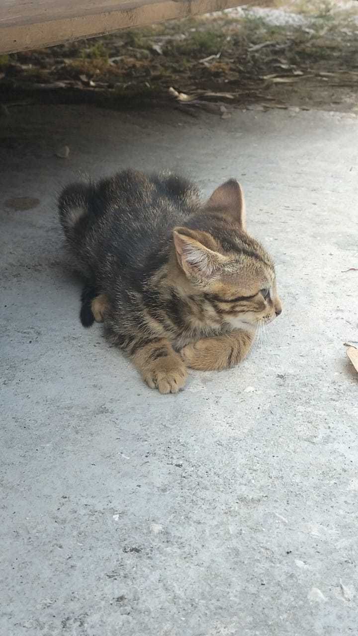 3 gatinhos para adoção responsável