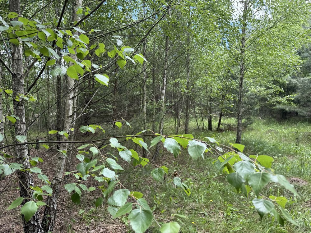 Земельна ділянка. с.Бабинці.