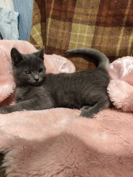 Кошенята- котята