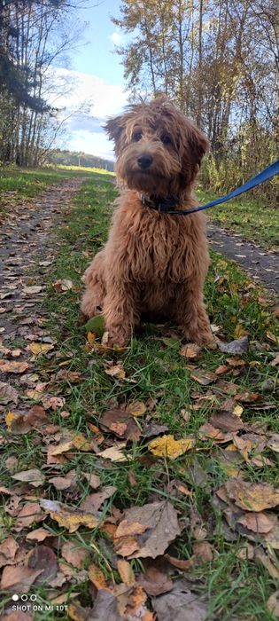 Suczka goldendoodle red