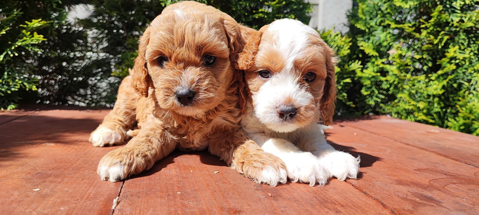 Cavapoo cavadoodle cavalier pudel