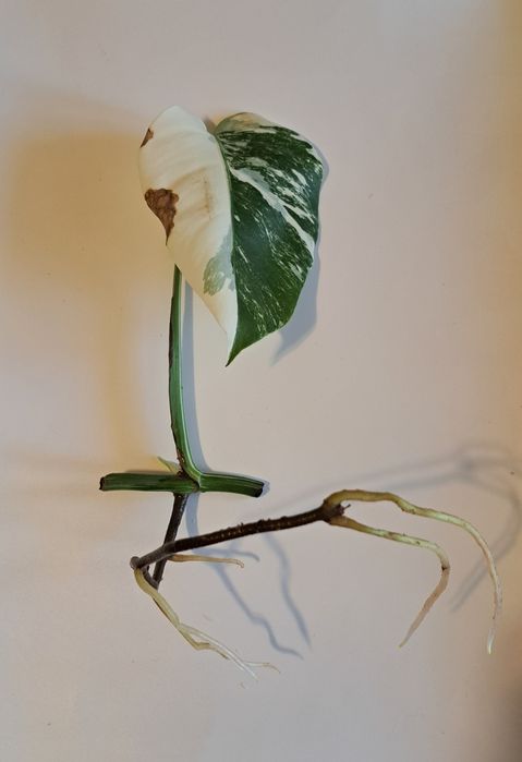 Монстера Альба варієгатна