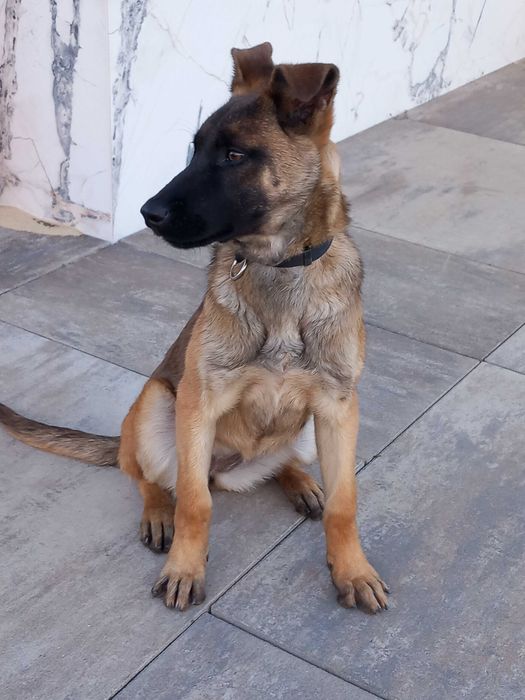 Owczarek Belgijski Malinois – ROXA