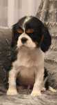 Cavalier King Charles Spaniel (piesek)