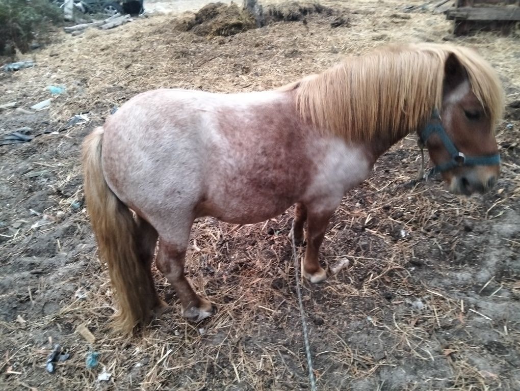 Pônei inteiro lindo