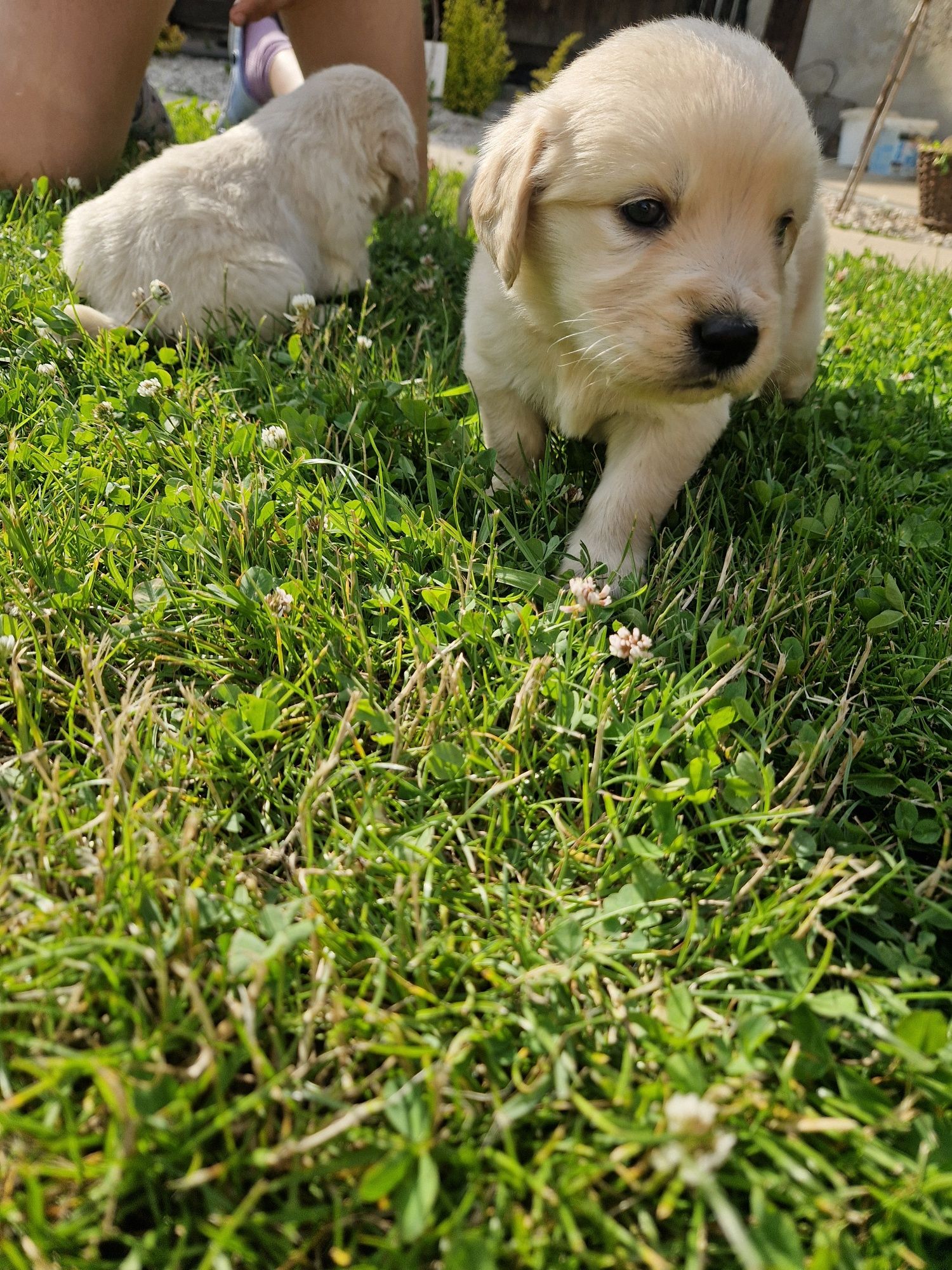 Golden retriever