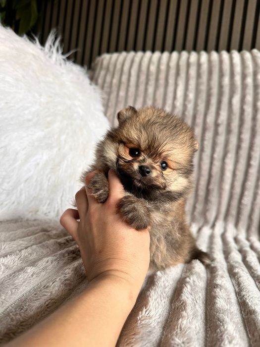 Spitz anão. Lulu da Pomerânia Mini.   LOP e Afixo.. Mini. Perfeito!