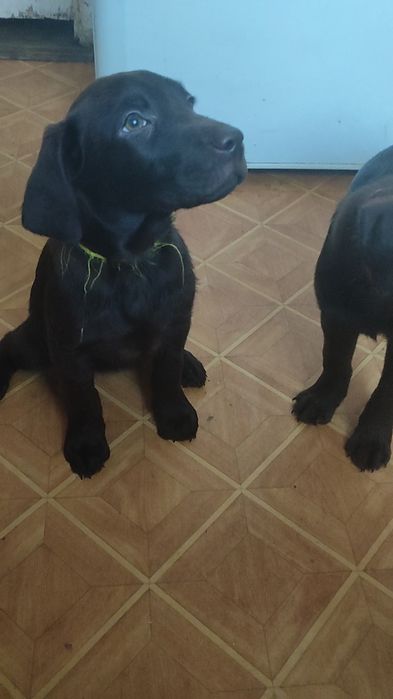 Цуценята Лабрадора ретривера
