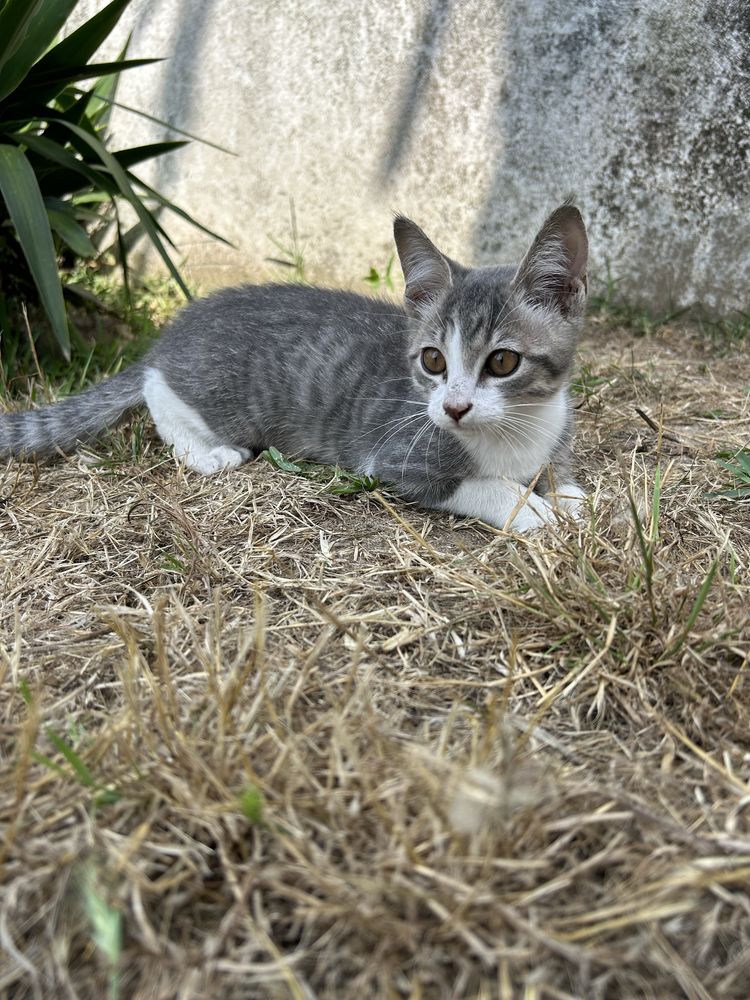 Gatinho para adoção