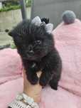 Szpic miniaturowy Boo Suczka Pomeranian