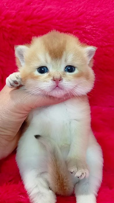 Дуже гарний котик золота шиншила. Шотландський прямовухий