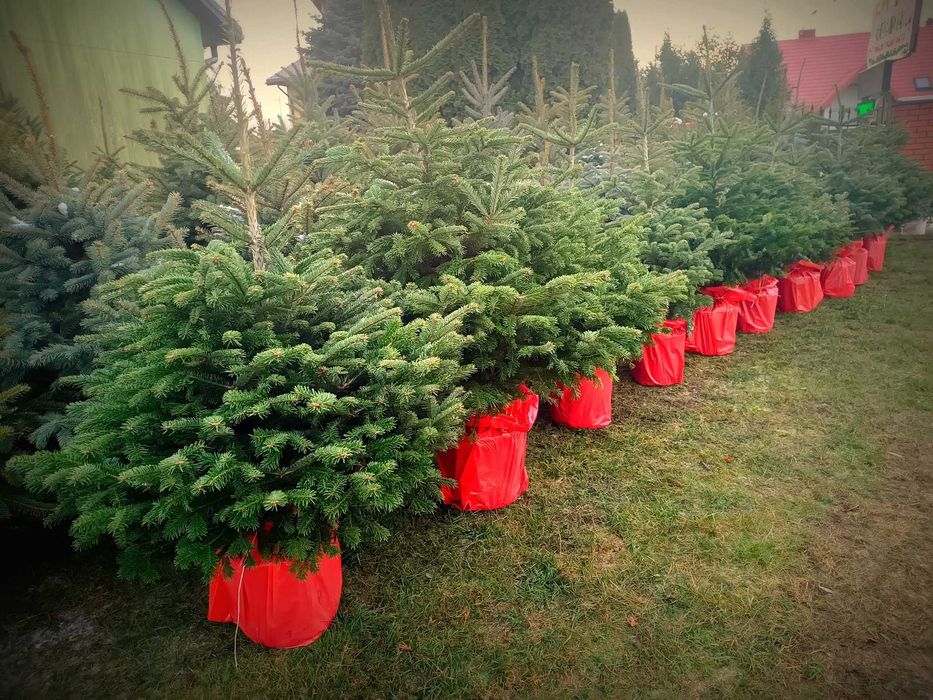 CHOINKI -Jodła, Świerk Srebrny, Pospolity - Doniczka, Cięte - PIĘKNE !