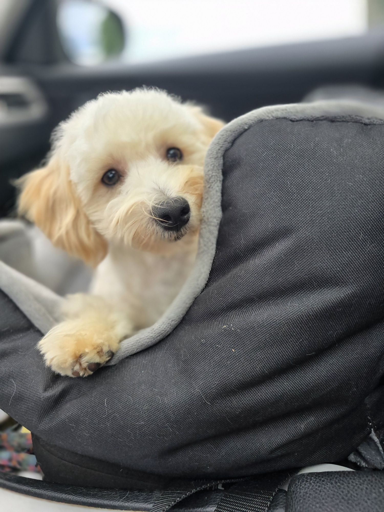 Maltipoo/ chłopczyk