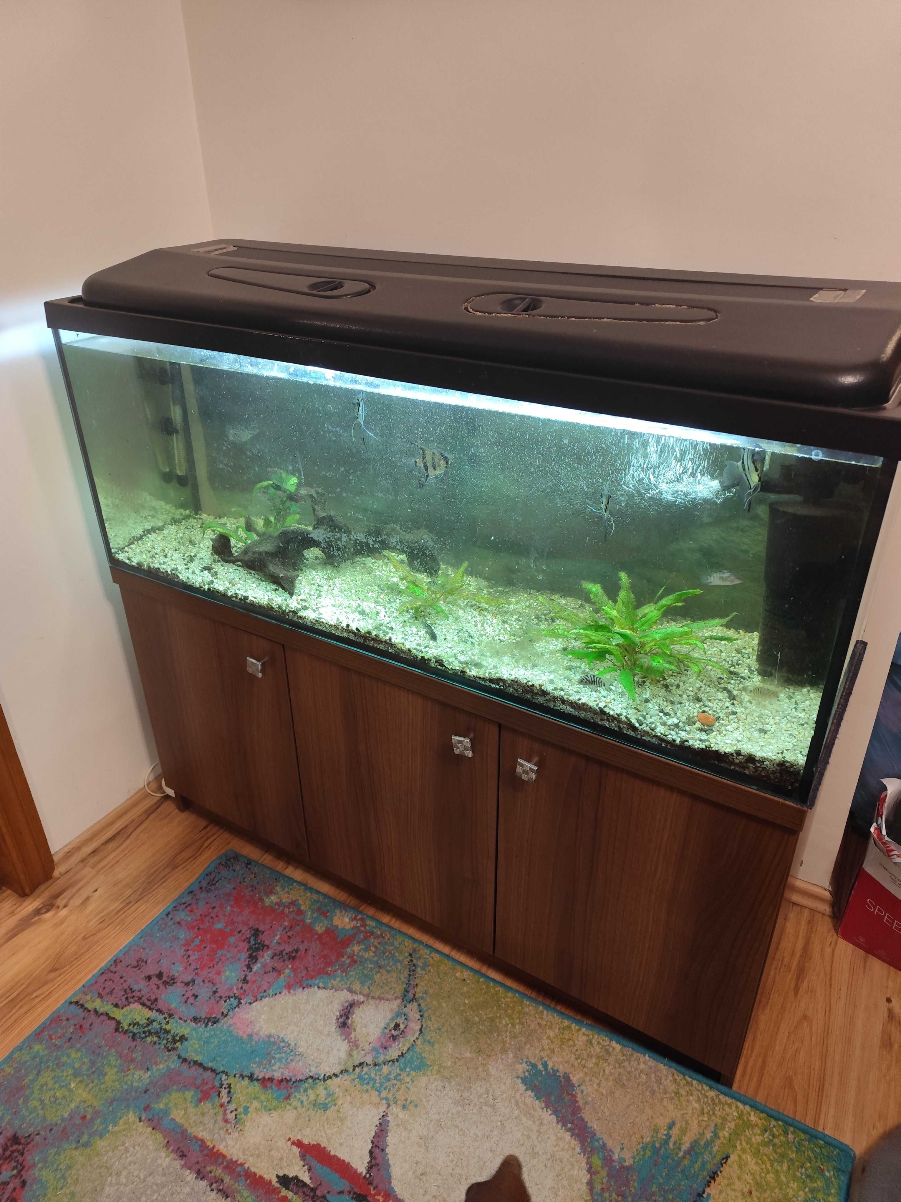 Akwarium 250 l z szafką i sprzetem