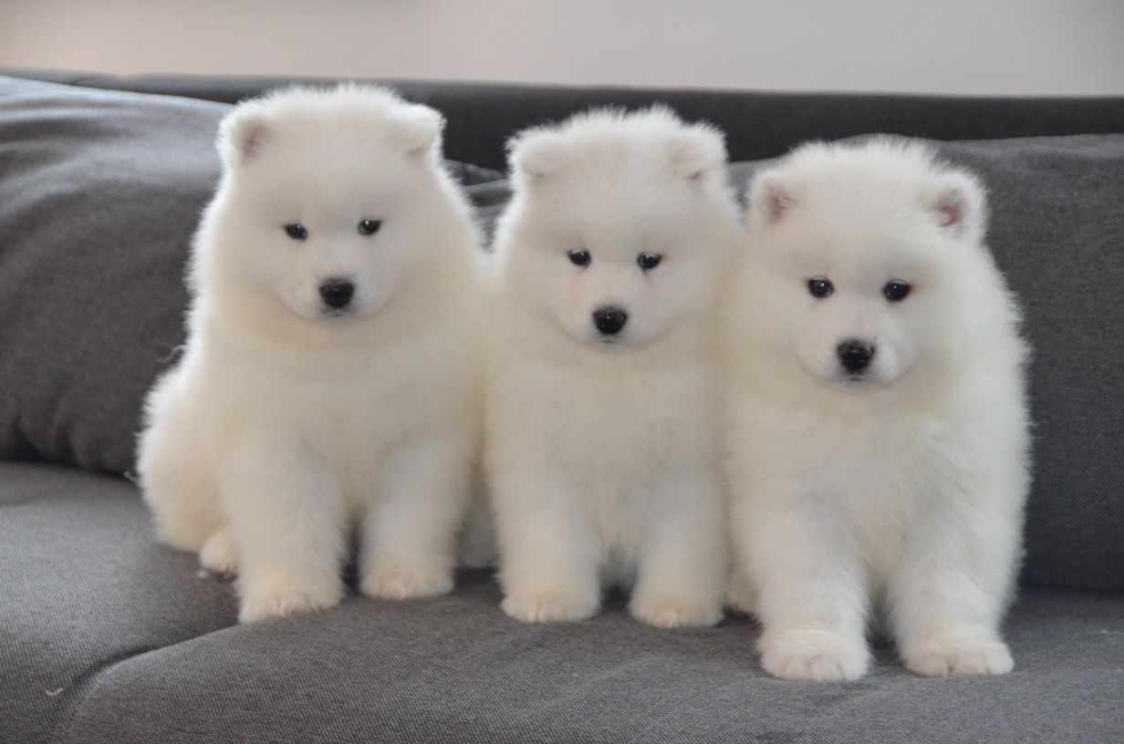 Samoyed ZKwP FCI