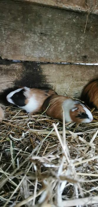 Świnki morskie rozetkowe piękne i zdrowe szukają wspaniałych właścicie