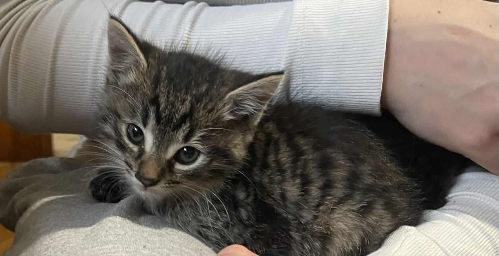 Oddam małe kotki za darmo!