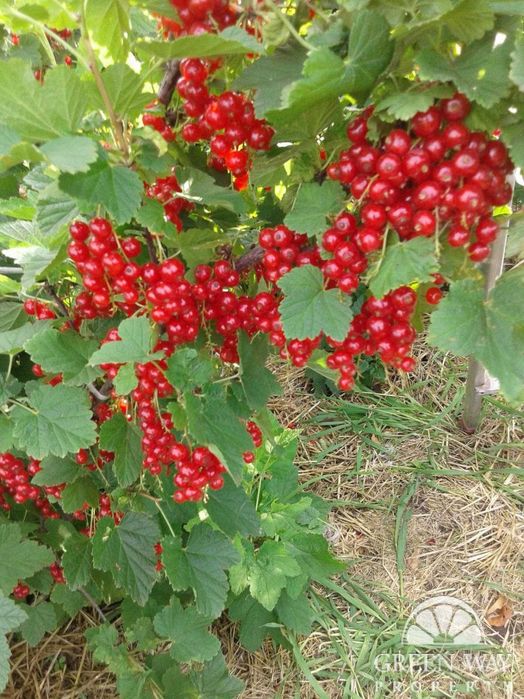 Продаж Терміново будинок с.Красне 160м2 25соток