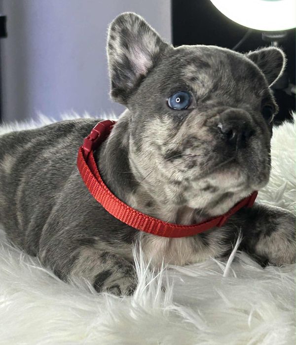 Buldog francuski Piesek