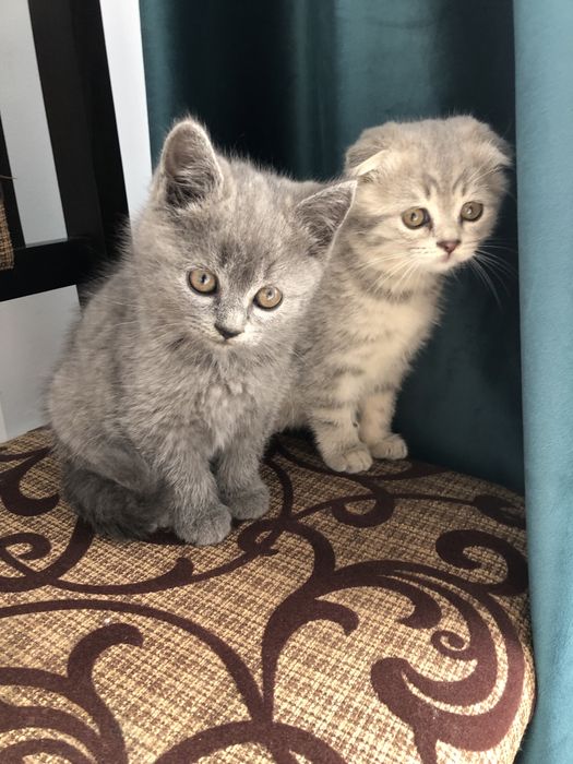 кошеня шотландське