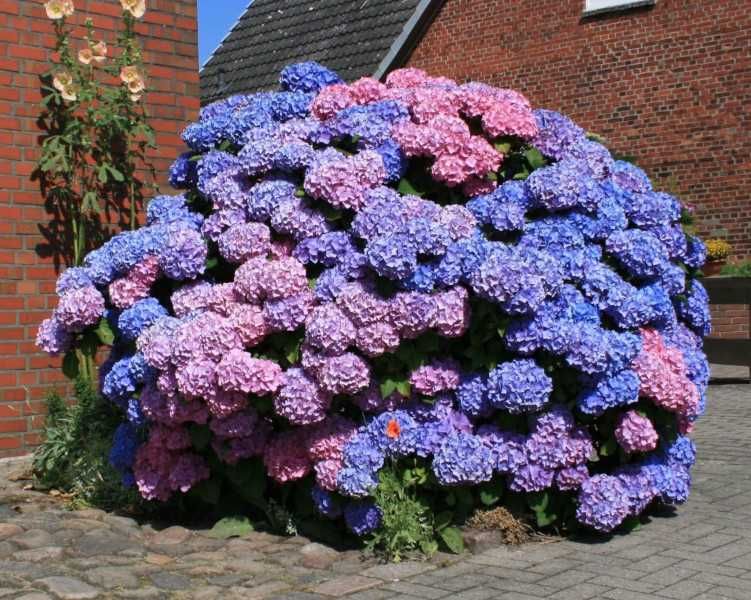 HORTENSJA BOUQUET ROSE - sadzonki w doniczkach !!!