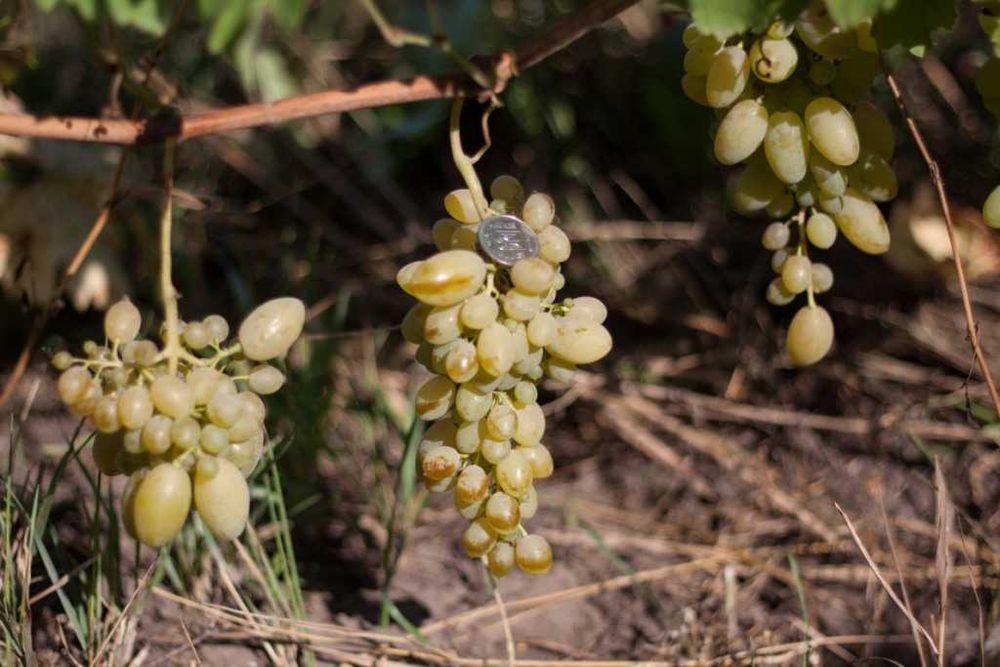 Продам саженцы винограда. В наличии 34 сорта и гибридных форм.