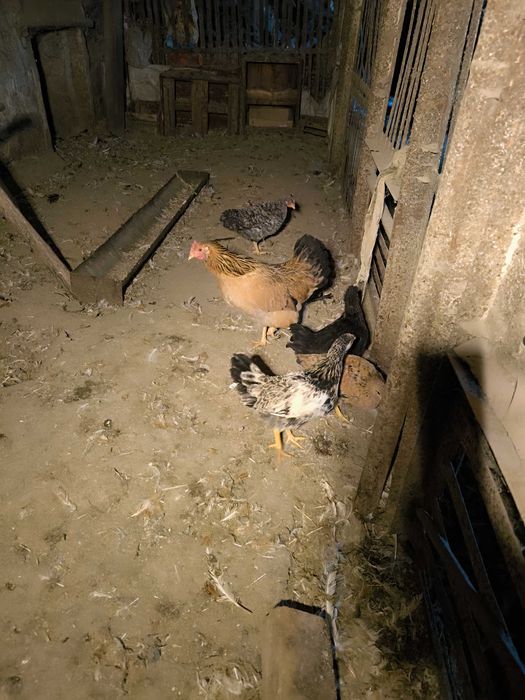 Продаются куры 11 штук и 1 петух