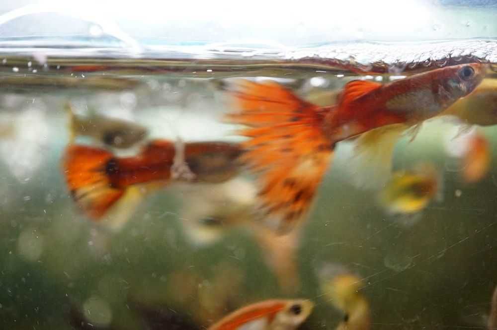 Peixes Guppy / Guppies Adultos