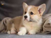 Welsh Corgi Pembroke piesek po Championie