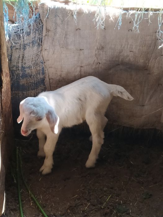 Козлята старше месяца